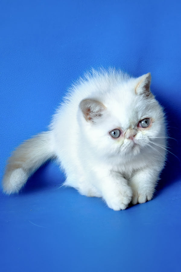 Lola | Exotic Shorthair Kitten