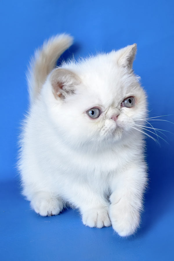 Lola | Exotic Shorthair Kitten