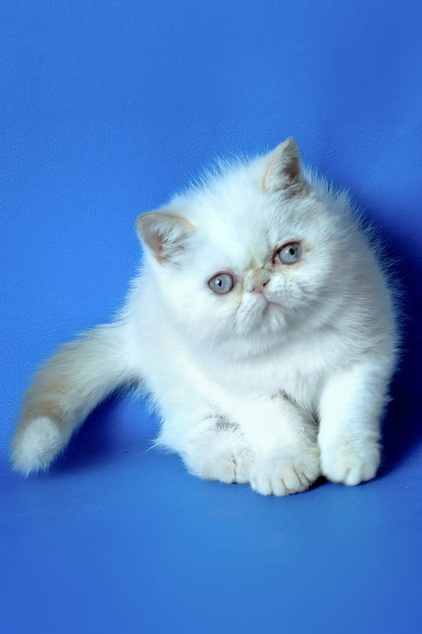 Lola | Exotic Shorthair Kitten