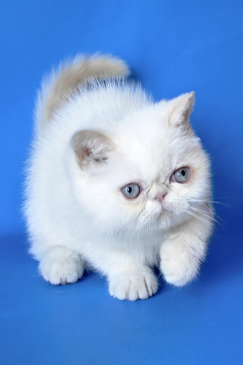 Lola | Exotic Shorthair Kitten