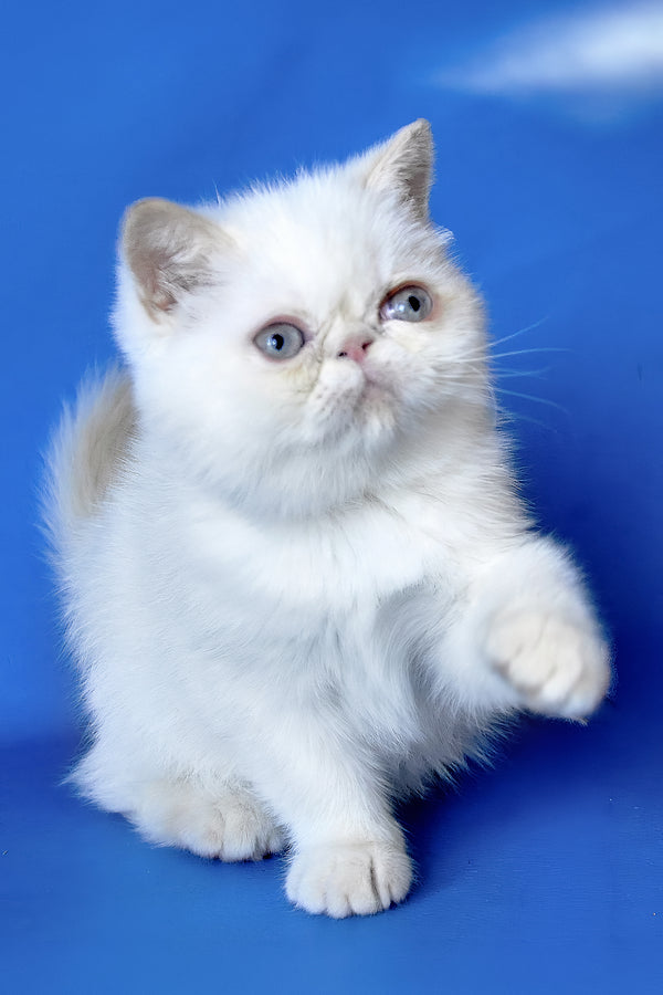 Lola | Exotic Shorthair Kitten
