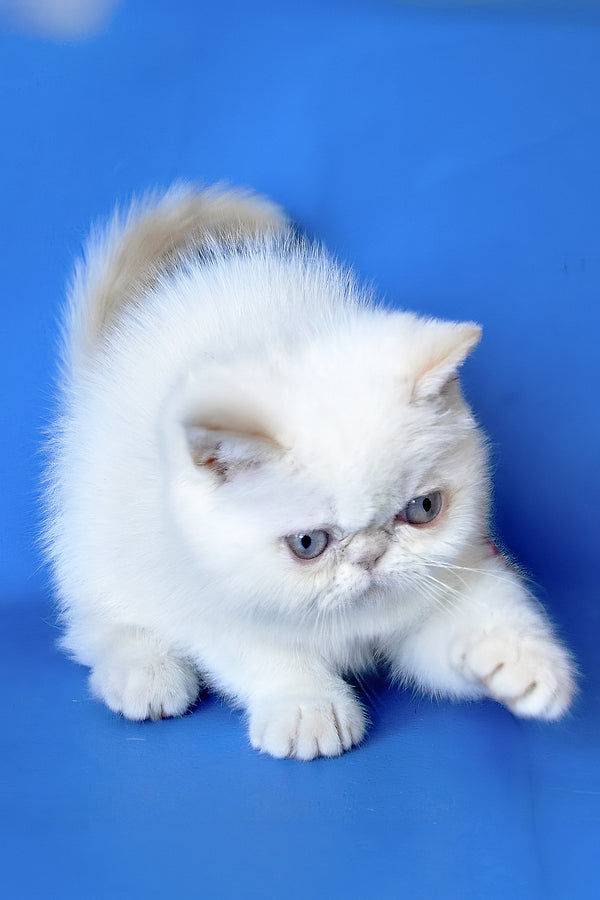 Lola | Exotic Shorthair Kitten