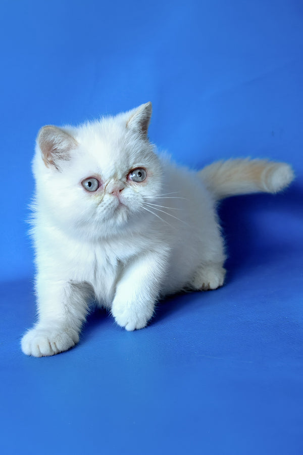 Lola | Exotic Shorthair Kitten