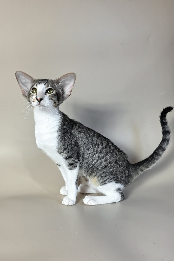 Lollipop | Oriental Shorthair Kitten