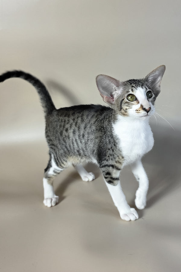 Lollipop | Oriental Shorthair Kitten