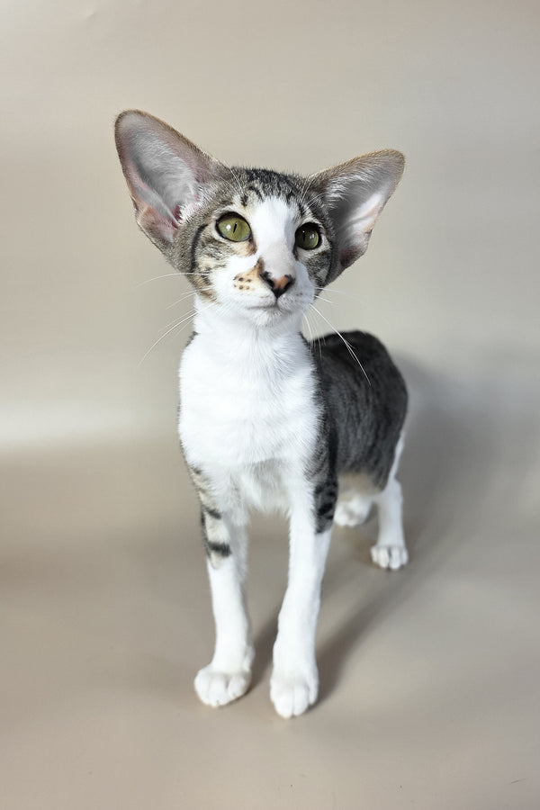 Lollipop | Oriental Shorthair Kitten