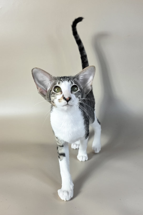 Lollipop | Oriental Shorthair Kitten