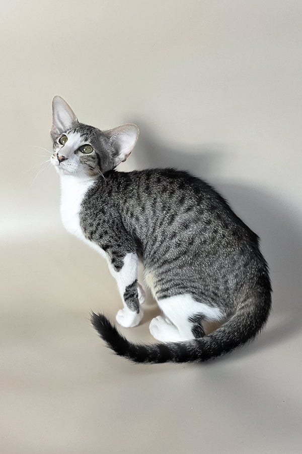 Lollipop | Oriental Shorthair Kitten