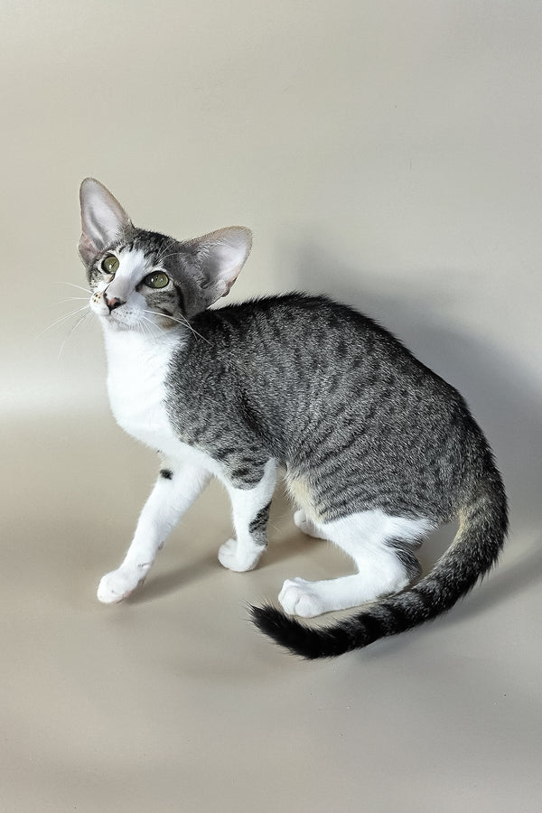 Lollipop | Oriental Shorthair Kitten