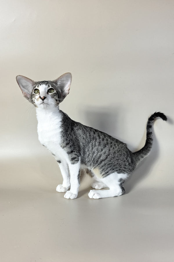 Lollipop | Oriental Shorthair Kitten