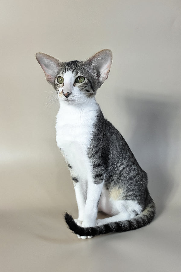 Lollipop | Oriental Shorthair Kitten