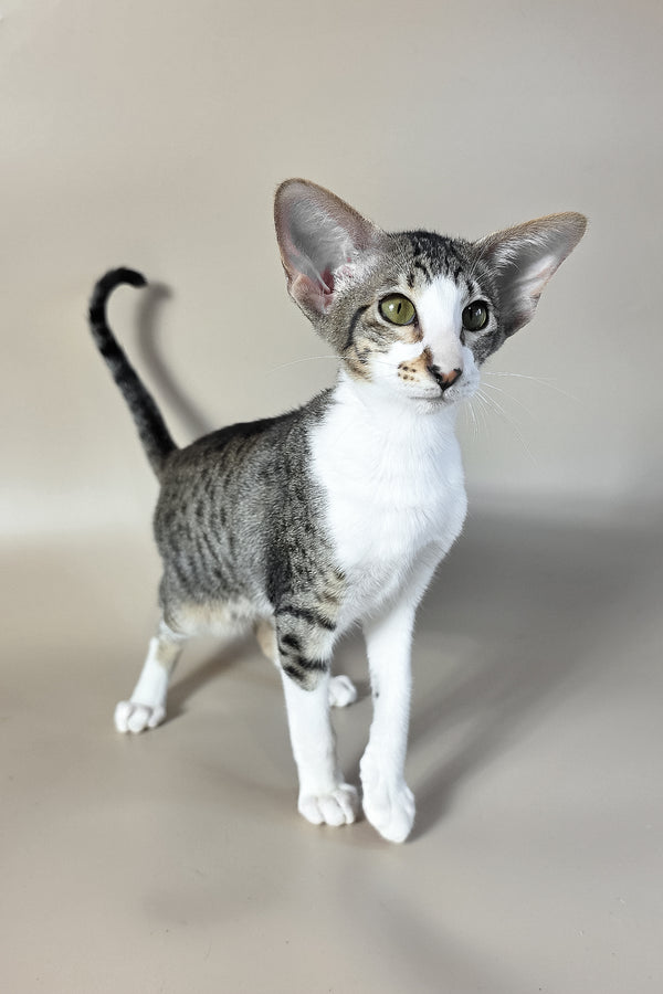 Lollipop | Oriental Shorthair Kitten