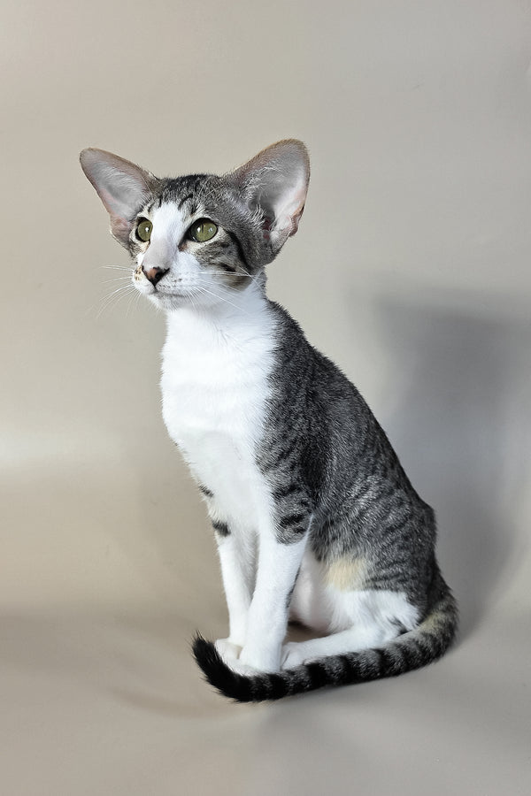 Lollipop | Oriental Shorthair Kitten