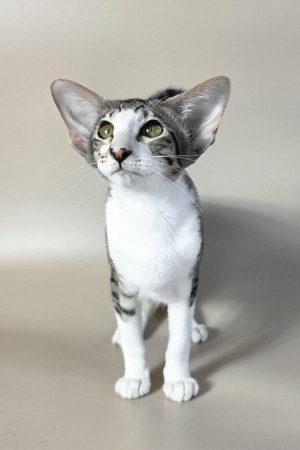 Lollipop | Oriental Shorthair Kitten