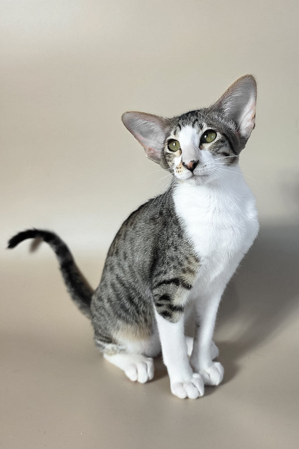 Lollipop | Oriental Shorthair Kitten
