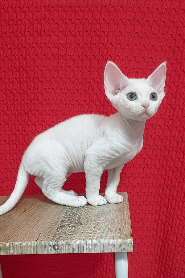 Lolo | Devon Rex Kitten