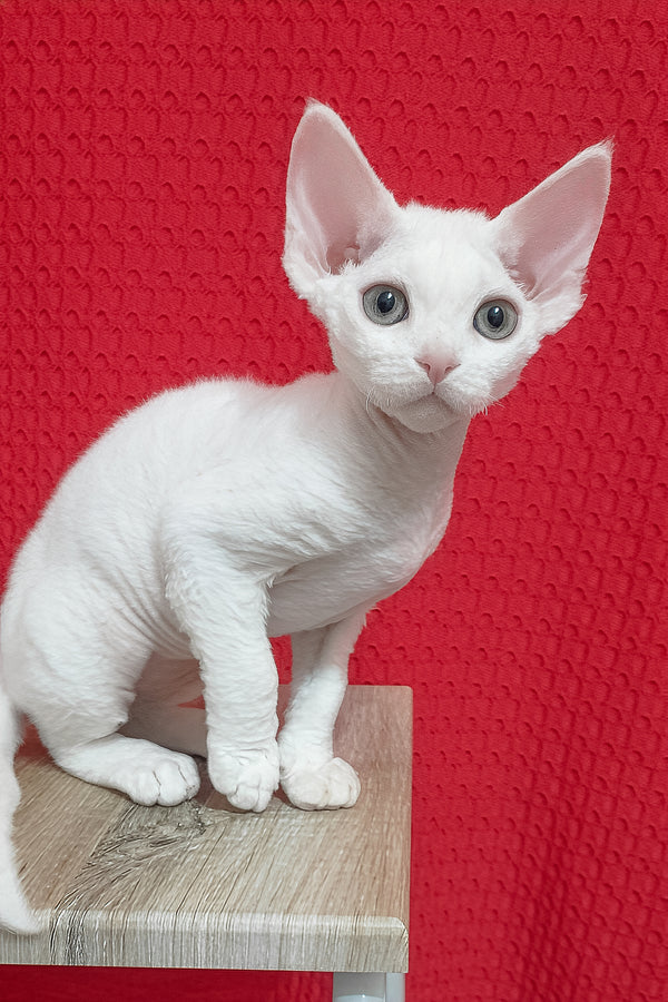 Lolo | Devon Rex Kitten