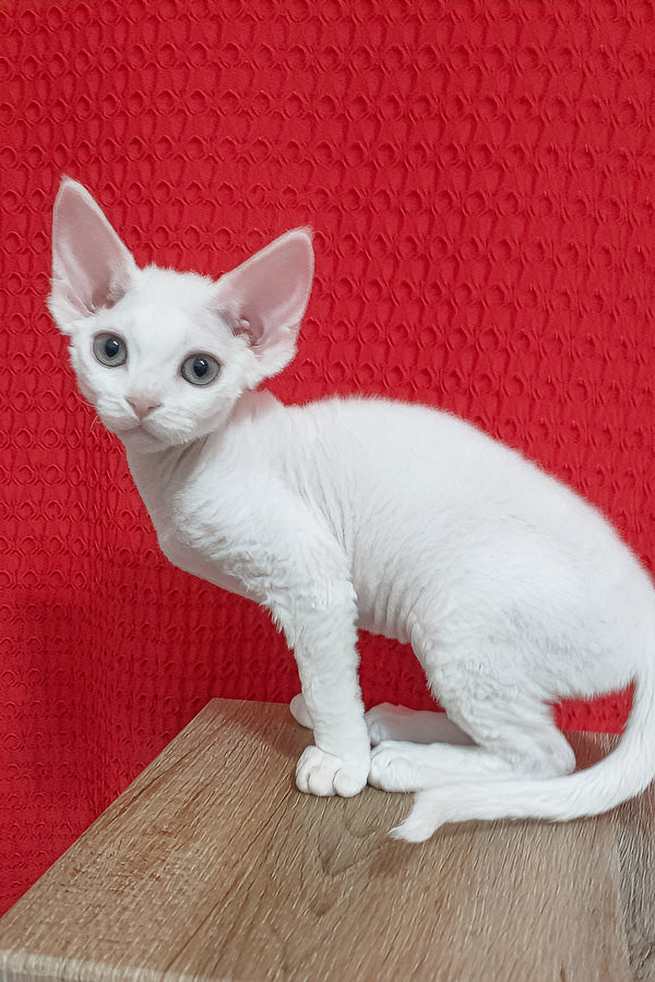 Lolo | Devon Rex Kitten