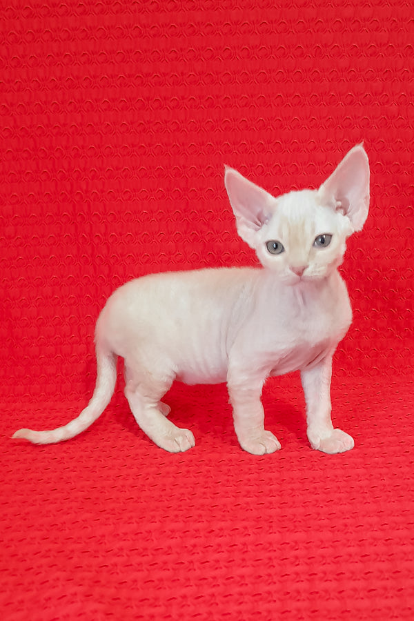 Lolo | Devon Rex Kitten