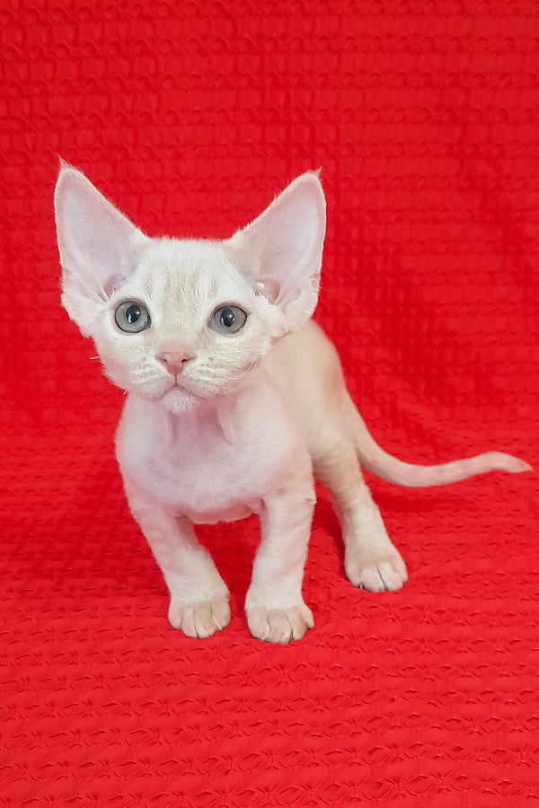 Lolo | Devon Rex Kitten