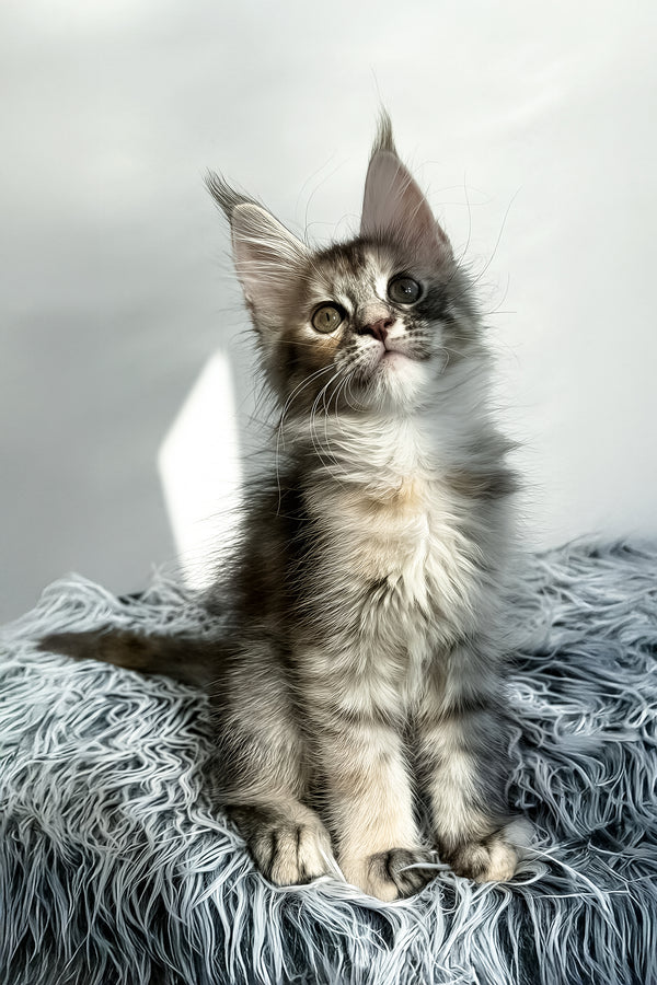 Lora | Maine Coon Kitten