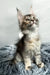 Lora | Maine Coon Kitten