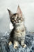 Lora | Maine Coon Kitten
