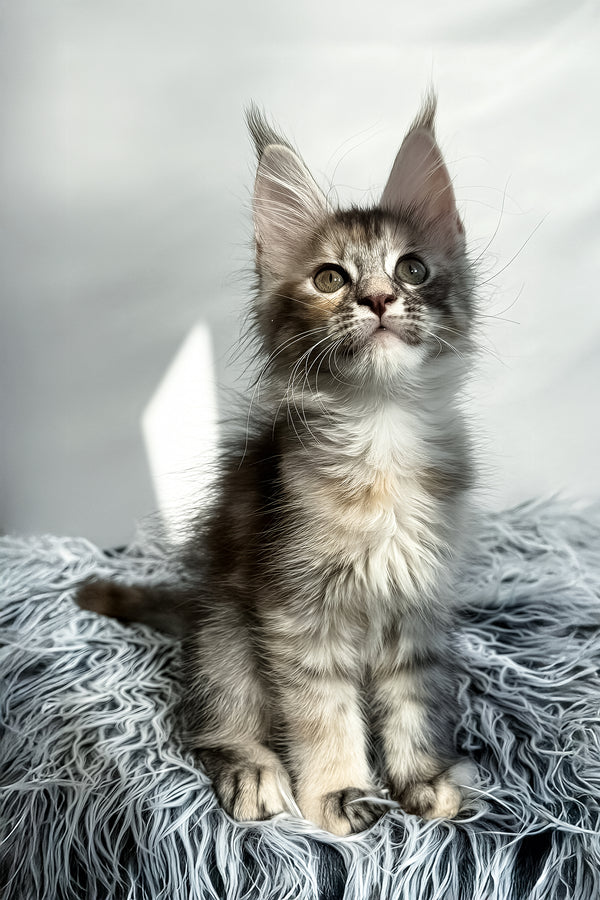 Lora | Maine Coon Kitten