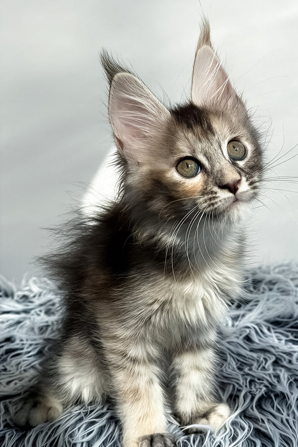 Lora | Maine Coon Kitten