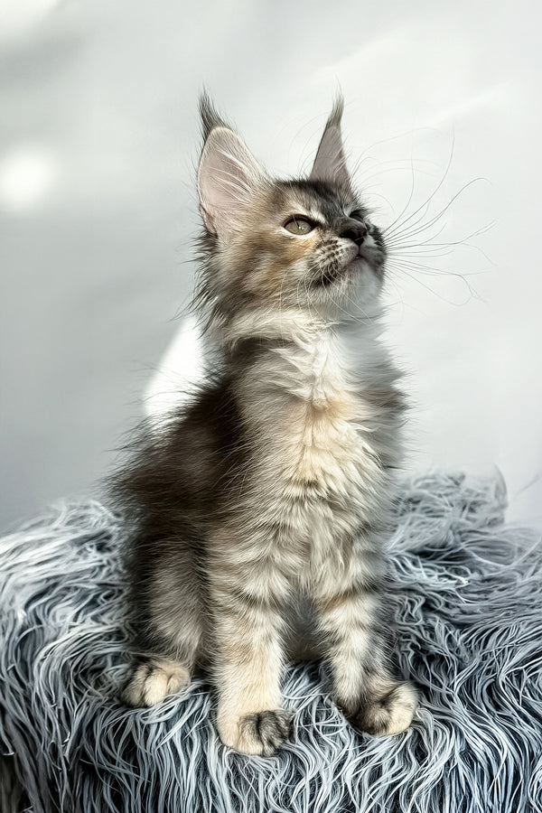 Lora | Maine Coon Kitten