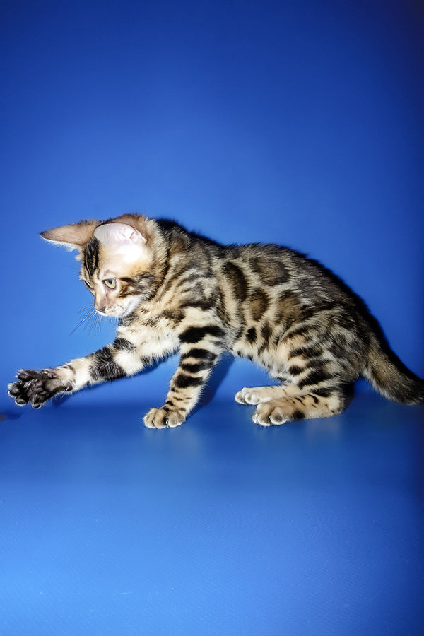 Lord | Bengal Kitten