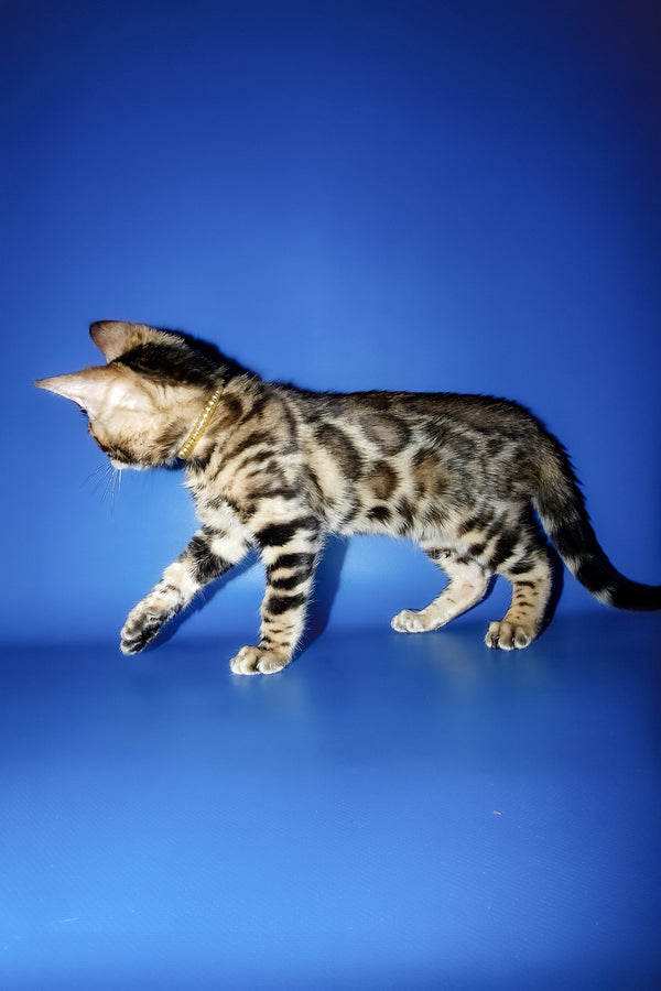 Lord | Bengal Kitten