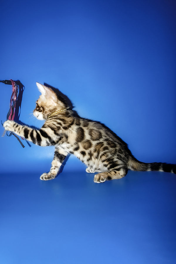 Lord | Bengal Kitten