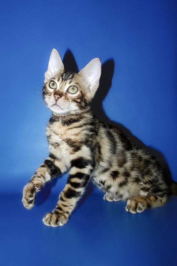 Lord | Bengal Kitten