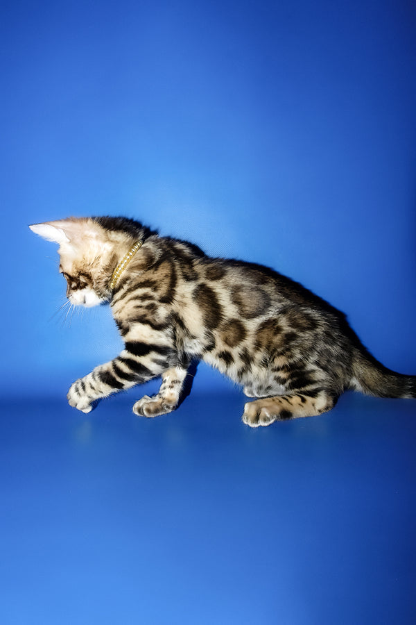 Lord | Bengal Kitten