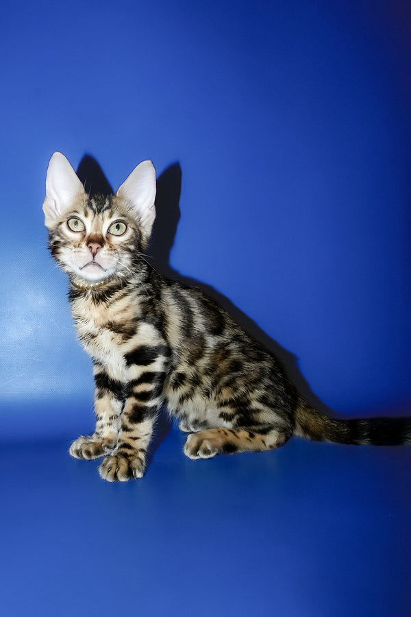 Lord | Bengal Kitten