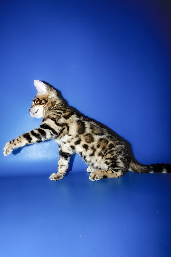Lord | Bengal Kitten