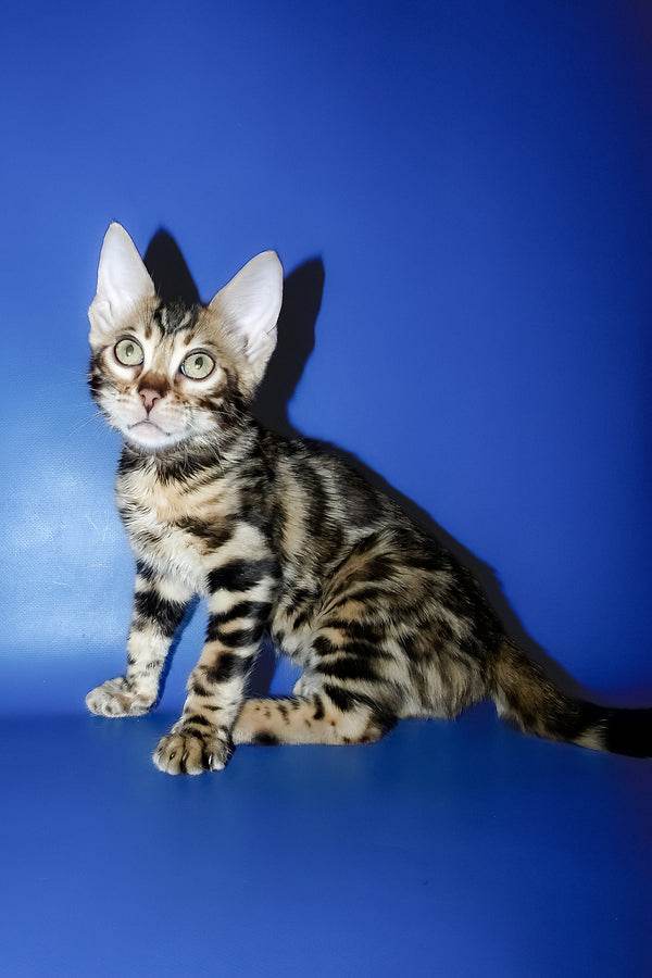 Lord | Bengal Kitten