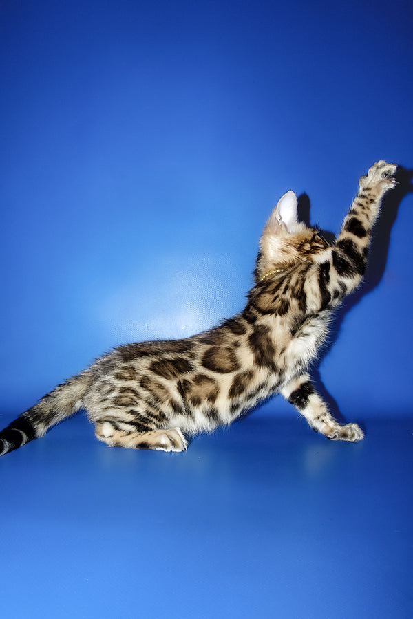 Lord | Bengal Kitten