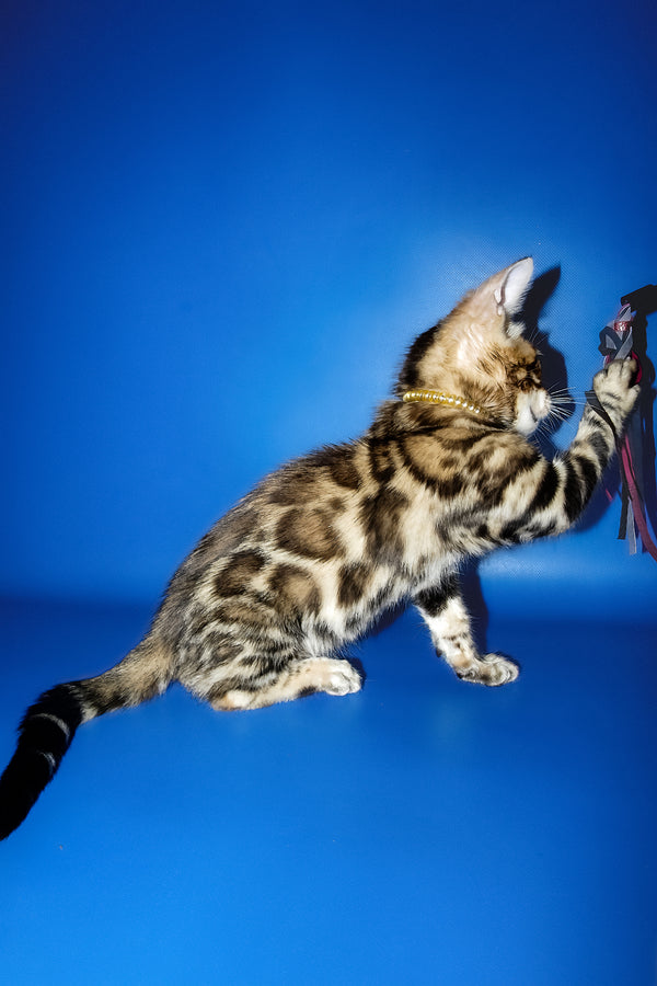 Lord | Bengal Kitten