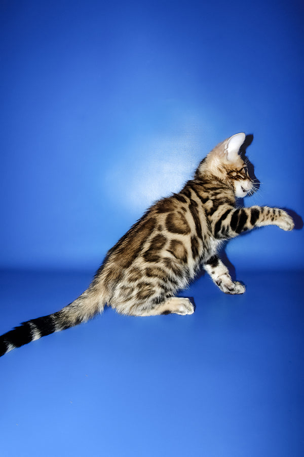 Lord | Bengal Kitten