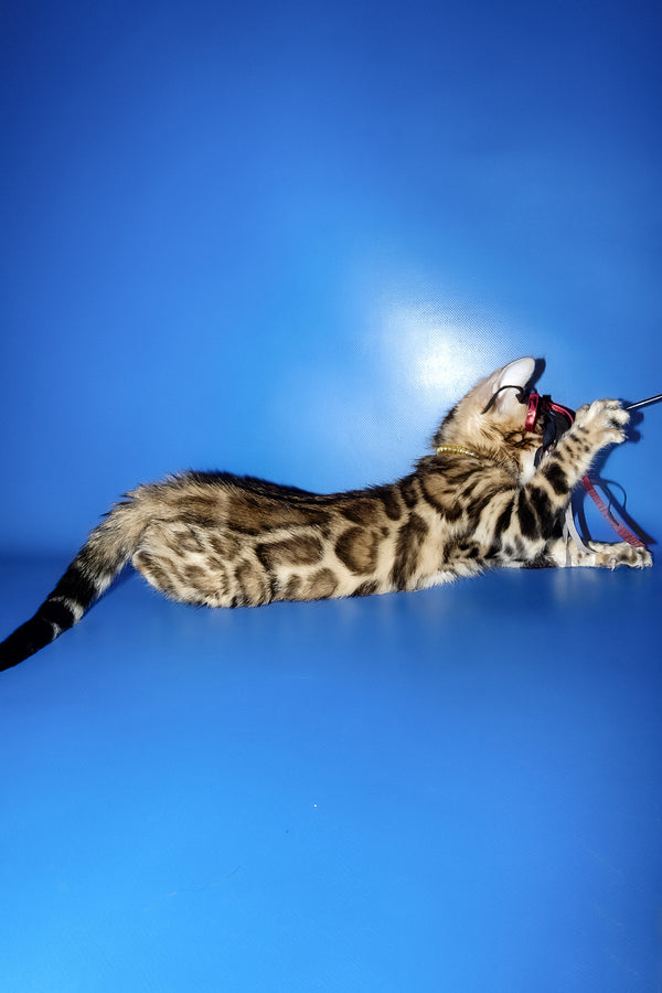 Lord | Bengal Kitten