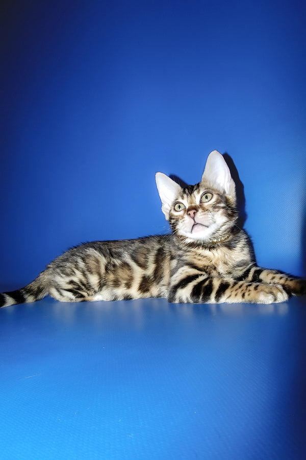 Lord | Bengal Kitten