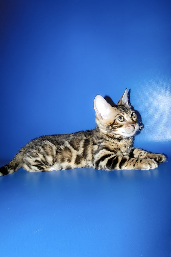 Lord | Bengal Kitten