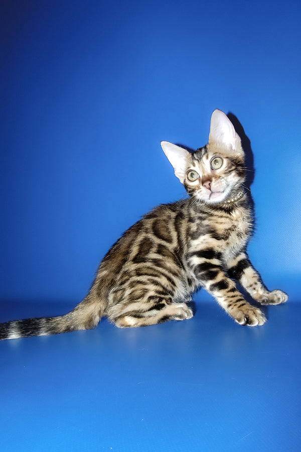 Lord | Bengal Kitten