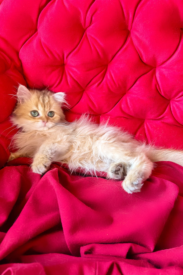 Lord british longhair kitten with golden shaded coat lounges on a plush deep red chocolate golden velvet couch