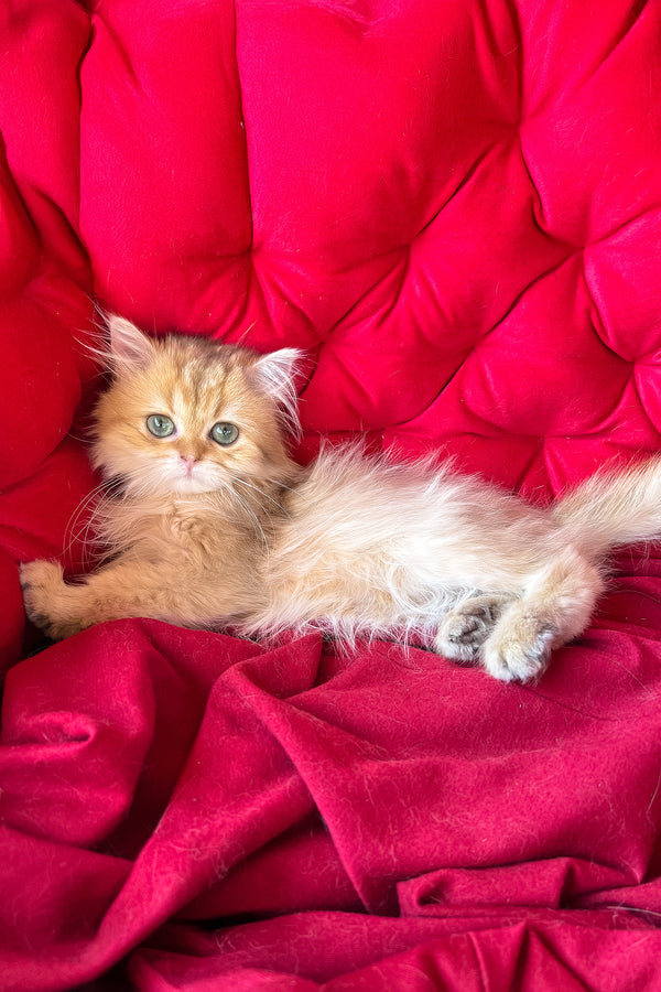 Lord british longhair kitten with a golden shaded coat and striking green eyes lounging on plush red velvet surface