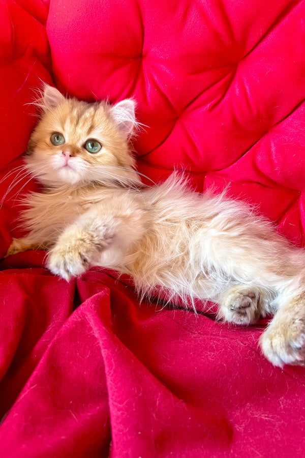 Lord british longhair kitten with a fluffy golden shaded coat and striking green eyes lounging on a red cushion