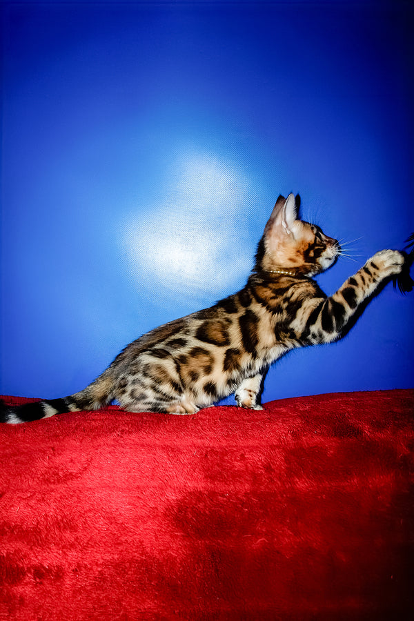 Lord | Bengal Kitten