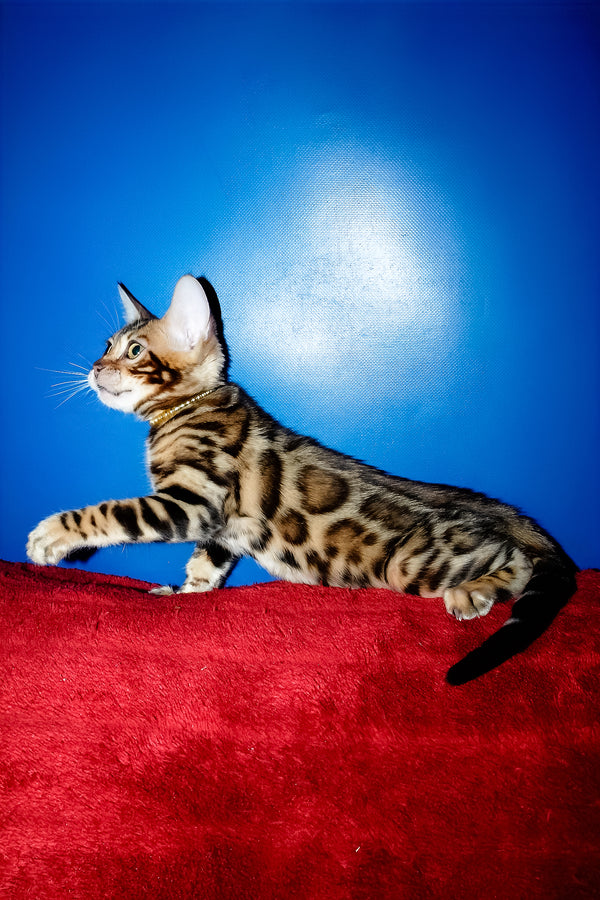 Lord | Bengal Kitten